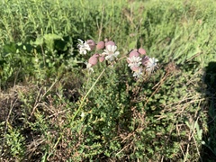 Silene vulgaris