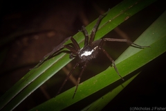 Dolomedes briangreenei