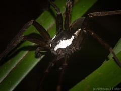 Dolomedes briangreenei