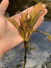 Potamogeton illinoensis
