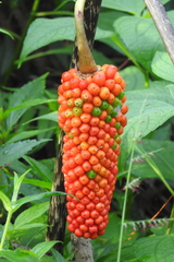 Amorphophallus