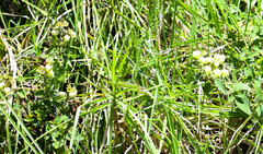 Calceolaria hyssopifolia