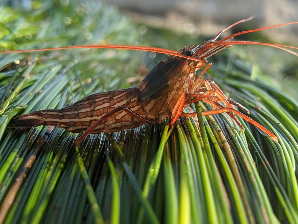 red rock shrimp