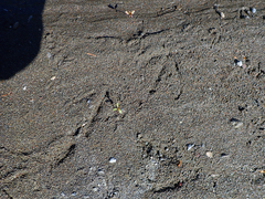 Mergus merganser