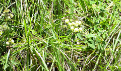 Calceolaria hyssopifolia