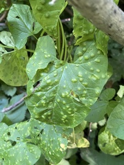 Puccinia convolvuli