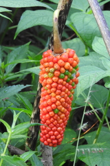Amorphophallus