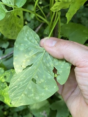 Puccinia convolvuli