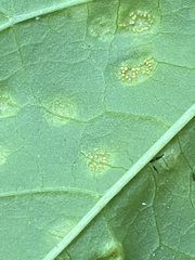 Puccinia convolvuli
