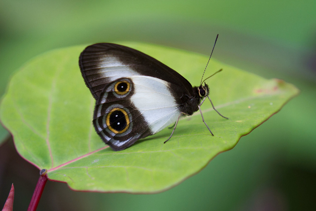 Hypocysta aroa