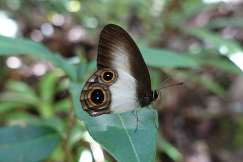 Hypocysta osyris