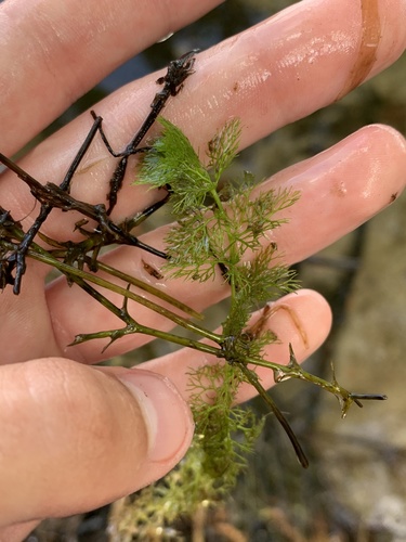 photo of Common Bladderwort (Utricularia macrorhiza)