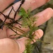photo of Common Bladderwort (Utricularia macrorhiza)