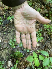 Poa sylvestris
