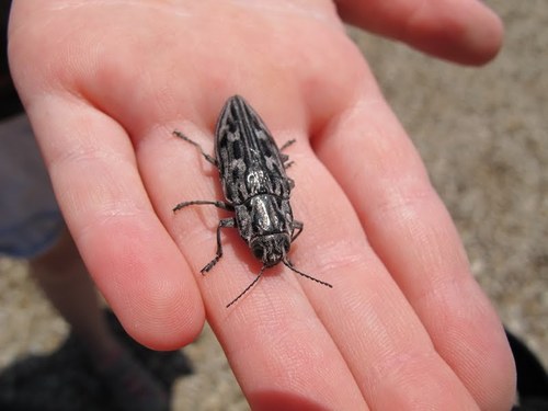 Western Sculptured Pine Borer photo 3