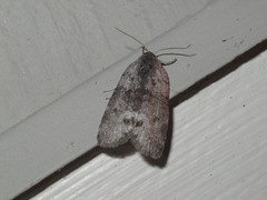 Polygrammate cadburyi