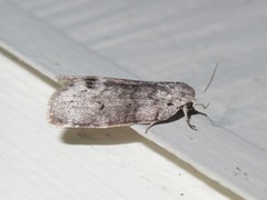 Polygrammate cadburyi