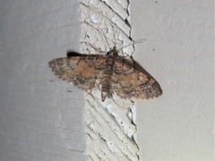 Eupithecia palpata