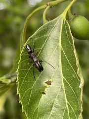 Myrmarachne japonica