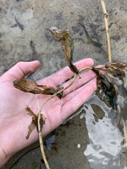 Potamogeton praelongus