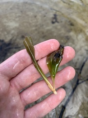 Potamogeton praelongus