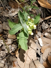 Asclepias emoryi
