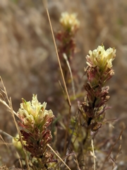 Castilleja affinis neglecta