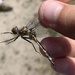 photo of Spiny Baskettail (Epitheca spinigera)