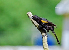 Icterus pyrrhopterus