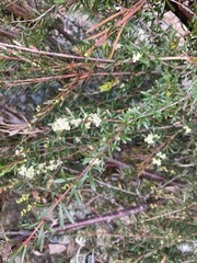 Micrantheum hexandrum