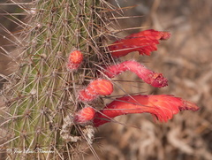 Cleistocactus baumannii
