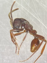 Neivamyrmex nigrescens