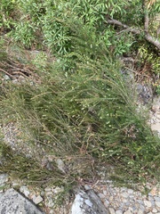 Micrantheum hexandrum