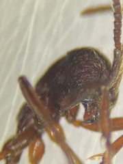 Neivamyrmex nigrescens