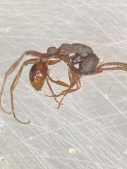 Neivamyrmex nigrescens