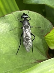 Ptecticus japonicus