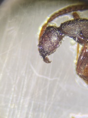 Neivamyrmex nigrescens