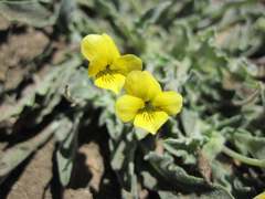 Viola pinetorum grisea
