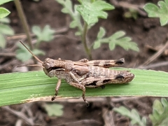 Melanoplus walshii