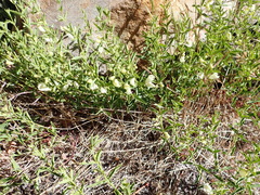 Scutellaria californica