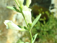 Scutellaria californica