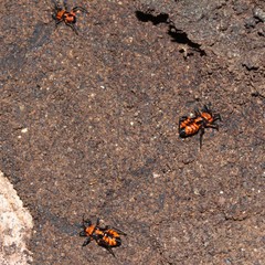 Tegea atropicta