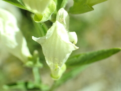 Scutellaria californica