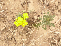 Scoparia montevidensis