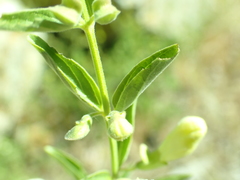 Scutellaria californica