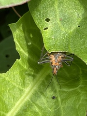 Cutocoris russatus