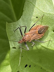 Cutocoris russatus