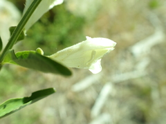 Scutellaria californica