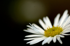 Brachyscome paludicola