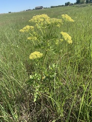 Polytaenia nuttallii